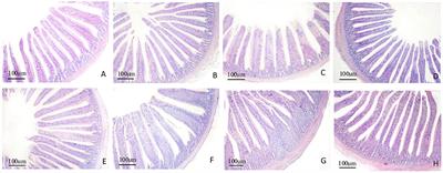 Effects of in ovo Injection of Astragalus Polysaccharide on the Intestinal Development and Mucosal Immunity in Broiler Chickens